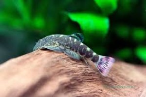 Gastromyson ocellatus